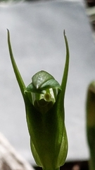 Pterostylis foliata