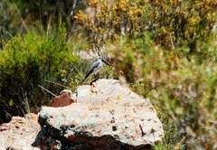 Muscisaxicola rufivertex