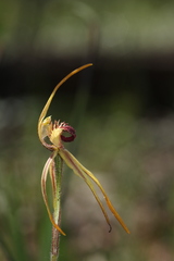 Caladenia longiclavata