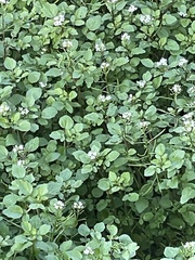 Nasturtium officinale