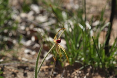 Caladenia longiclavata