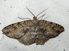 Melanolophia canadaria
