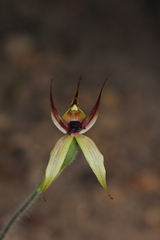 Caladenia macrostylis
