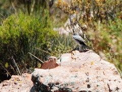 Muscisaxicola rufivertex