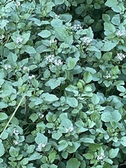 Nasturtium officinale