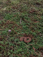 Storeria storerioides