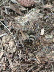 Alopecosa albofasciata
