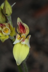 Caladenia flava flava