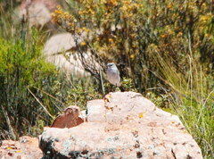 Muscisaxicola rufivertex