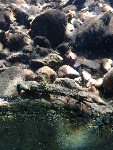 iNaturalist observation photo of Caddisflies
