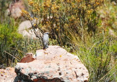 Muscisaxicola rufivertex