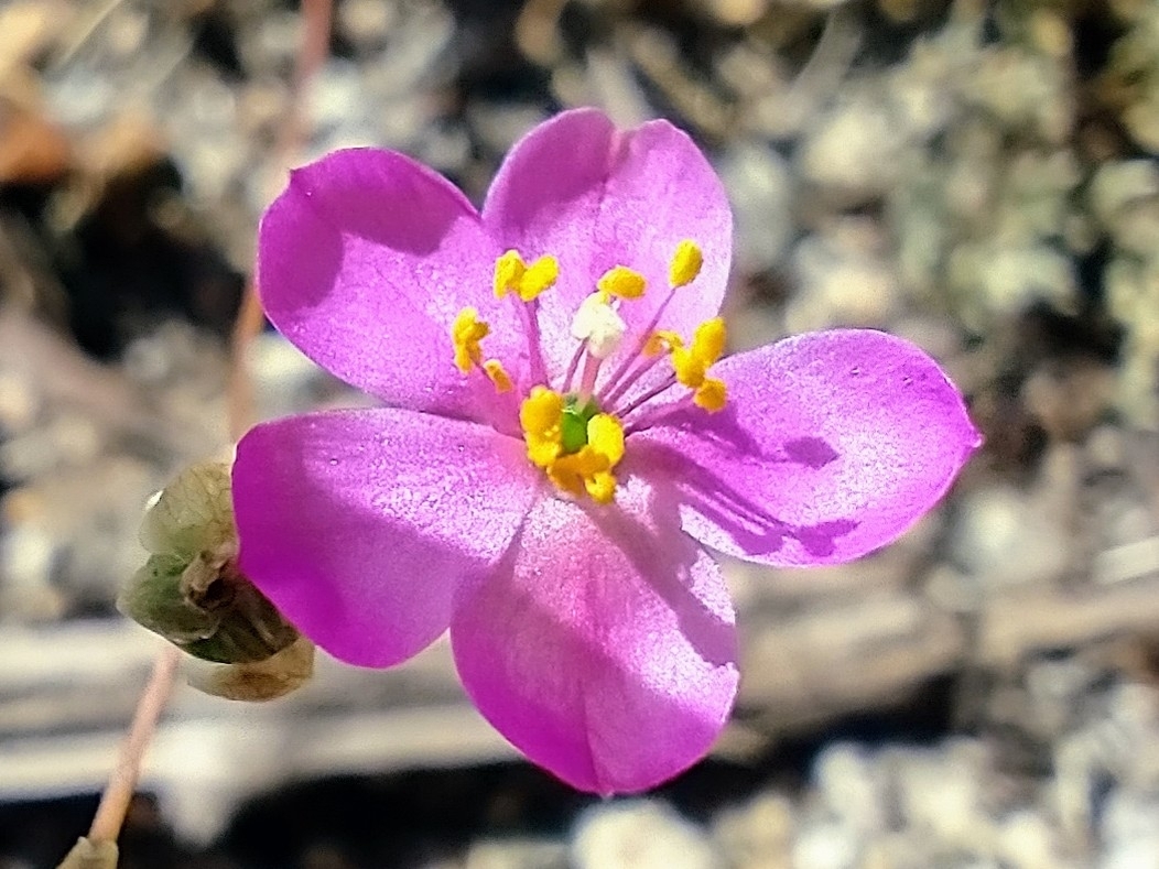 Phemeranthus teretifolius