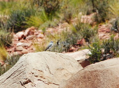 Muscisaxicola rufivertex