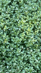 Nasturtium officinale