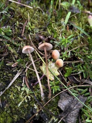 Mycena monticola