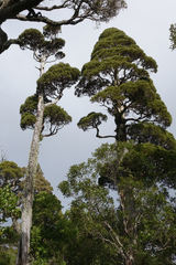 Libocedrus bidwillii