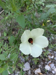Hibiscus acicularis