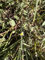 Symphyotrichum pilosum pilosum