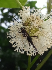 Brentinae