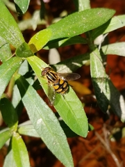 Parhelophilus integer