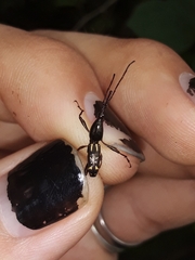 Brentinae