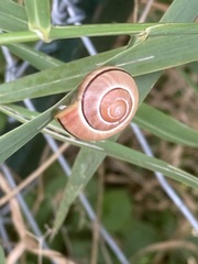Cepaea nemoralis