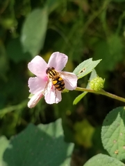 Parhelophilus integer