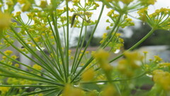 Stagmomantis carolina