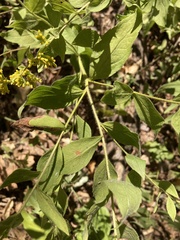 Solidago ulmifolia palmeri