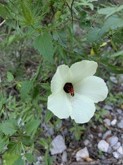 Hibiscus acicularis