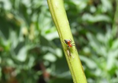 Alpaida gallardoi