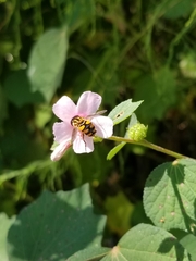 Parhelophilus integer