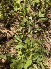 Solidago ulmifolia palmeri