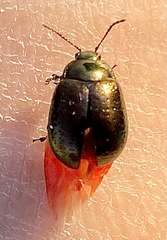 Chrysolina hyperici