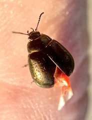 Chrysolina hyperici