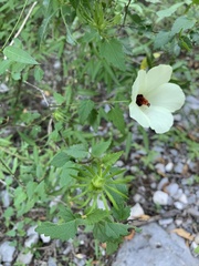 Hibiscus acicularis