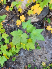Ribes bracteosum