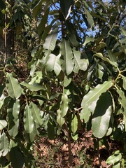 Photinia serratifolia