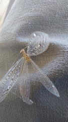 Brachynemurus