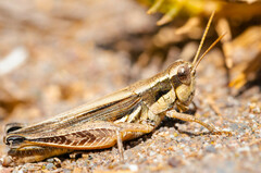 Dichroplus elongatus
