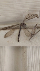 Brachynemurus
