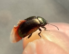 Chrysolina hyperici