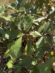Quercus marilandica