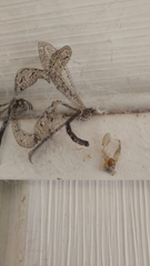 Brachynemurus