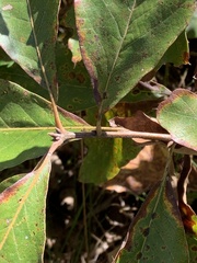 Quercus marilandica