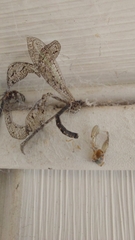 Brachynemurus