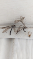 Brachynemurus