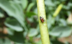 Alpaida gallardoi