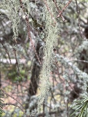 Usnea cavernosa