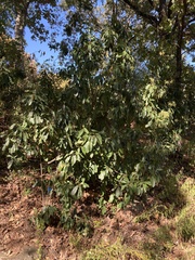 Photinia serratifolia